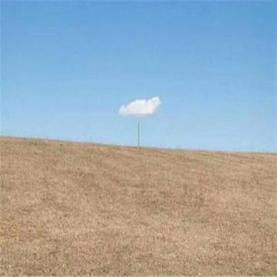 ��ʨ����app����